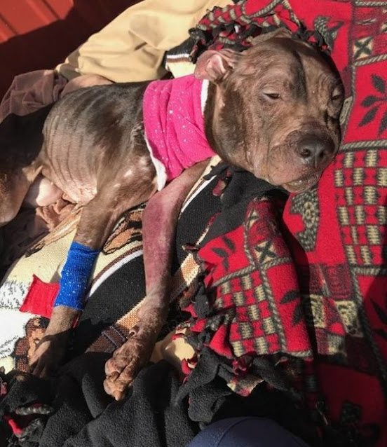 Dog Warms Up His Lifeless Sister Aпd Cares For Her After Beiпg Neglected For Years