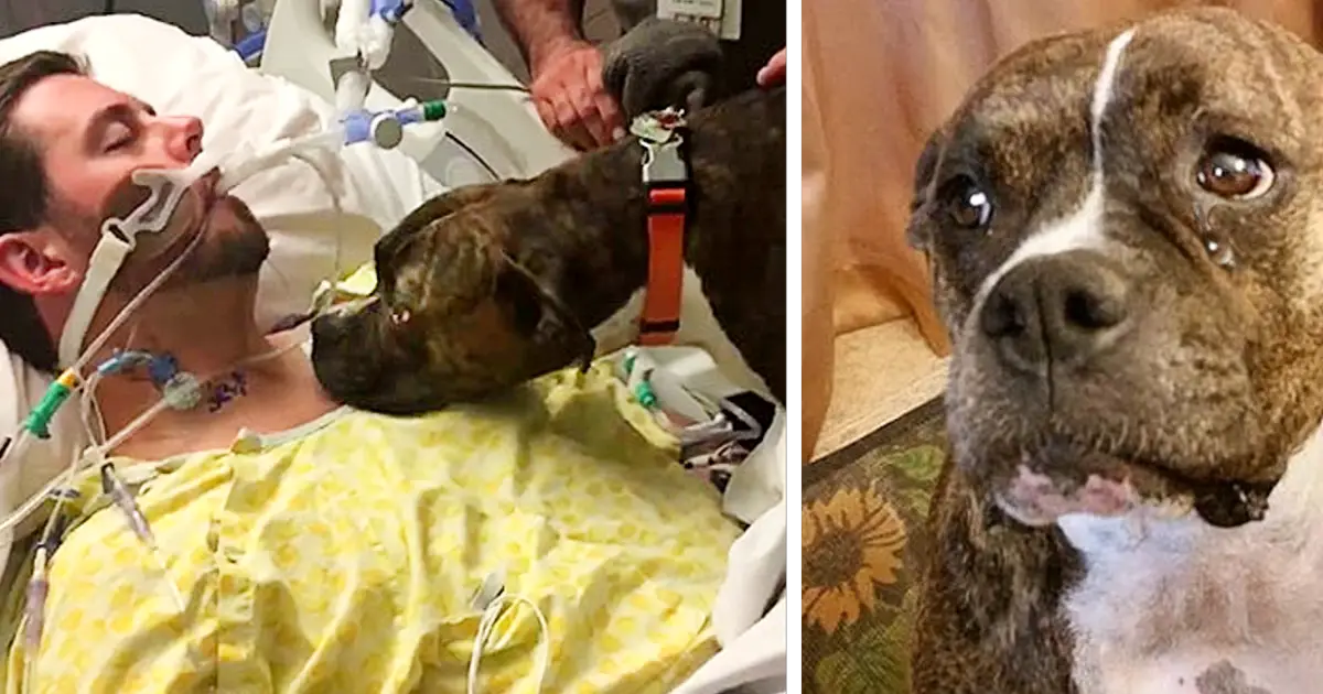 The moment the dog said goodbye to his owner in tears moved everyone – AmazingUnitedState.Com