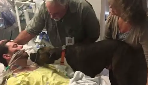 The moment the dog said goodbye to his owner in tears moved everyone – AmazingUnitedState.Com