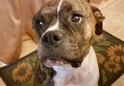 The moment the dog said goodbye to his owner in tears moved everyone – AmazingUnitedState.Com