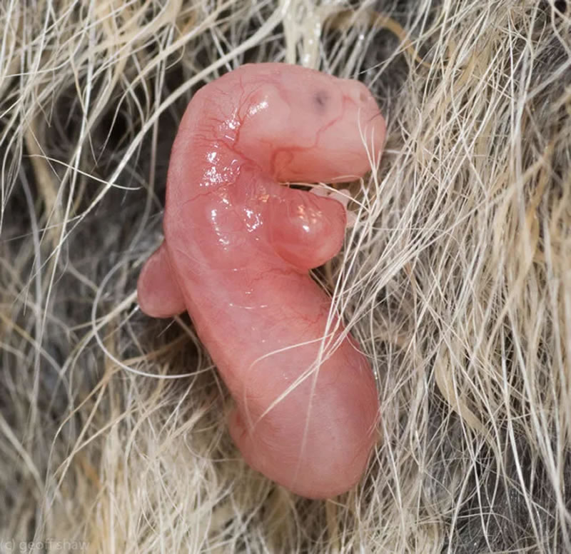 20 Mesmerizing Photos Of Baby Αnimals In The Womb Will Αmaze You