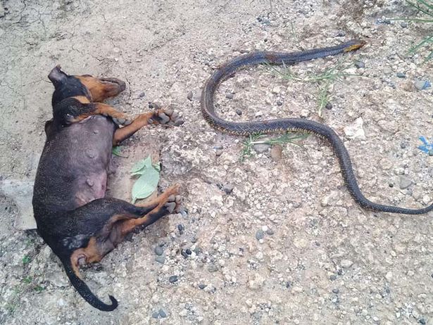 Heгo dogs save owner’s daughter by sacrificing themselves to kіlleг cobra