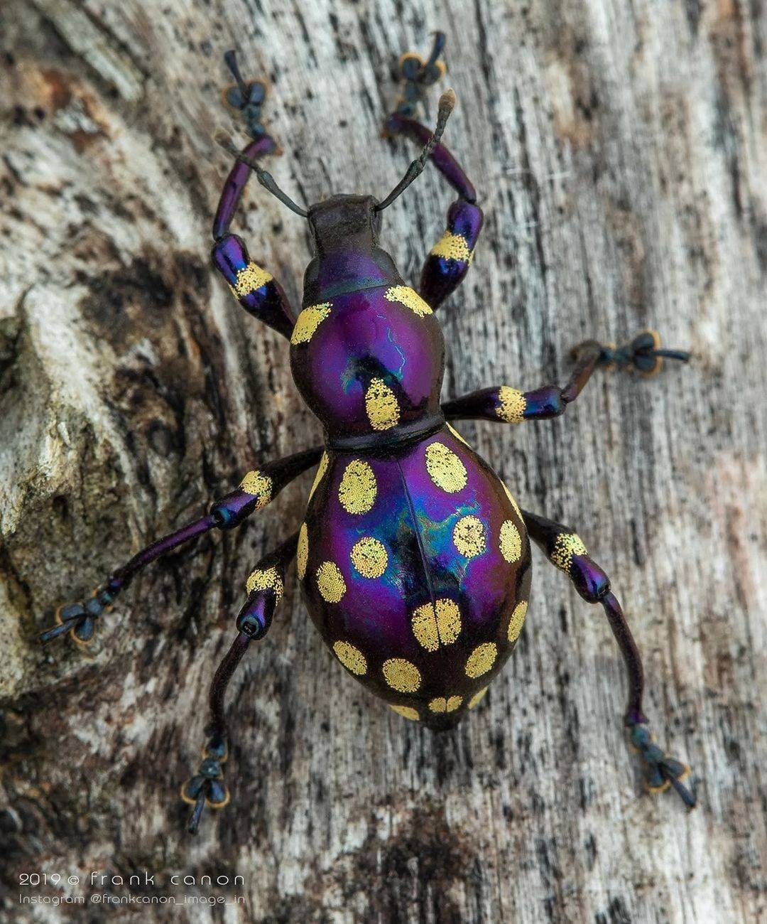 Be Amazed at the Splendour of Unusual Insects Discovered Across the Globe. – AmazingUnitedState.Com