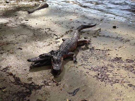 "Rare Sight: Two-Headed Alligator is Detected in Seminole Heights, Florida" - srody.com