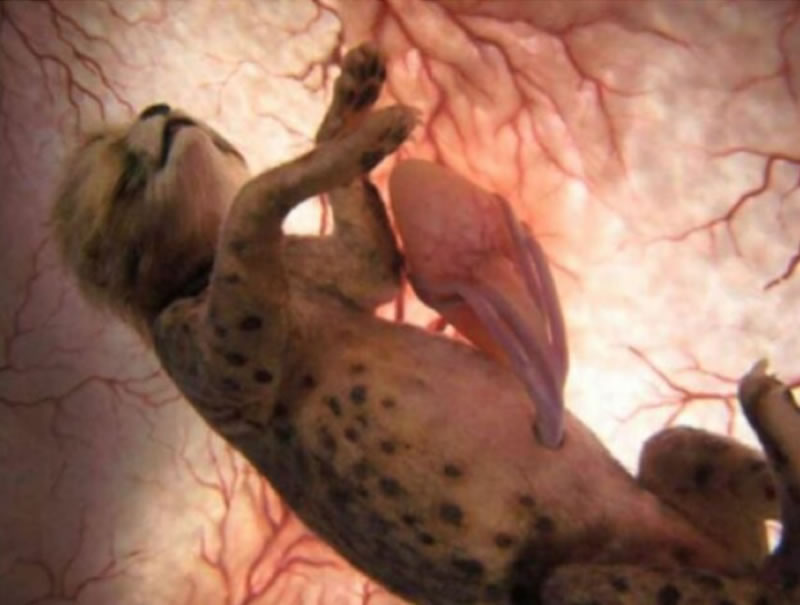 20 Mesmerizing Photos Of Baby Αnimals In The Womb Will Αmaze You