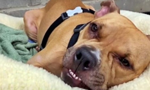 Pit Bull Keeps His Fighting Spirit Even Though He Has 4 Paralyzed Legs