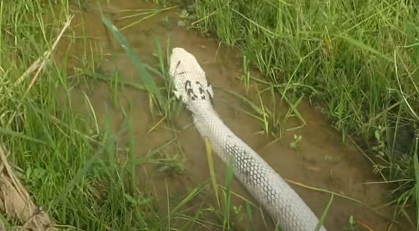 An albino giant cobra is considered to be the most valuable and rare snake in the world (Video) - TheDailyWorld.NET