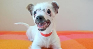 The family adopts the “unusual-looking” puppy despite her scars. – AmazingUnitedState.Com