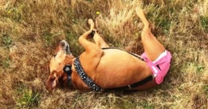 Tears Flew When They Found 3-Legged Dog Who Was Used As Bait Dog And Then Got Dumped