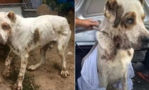 An elderly dog whose owner had abandoned it is finally saved. – AmazingUnitedState.Com