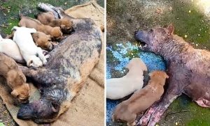 Poor Mother Dog Desperately Wailing For Someone To Help Her Puppies