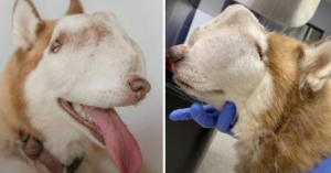 A woman adopts a husky with a tumor that has completely taken up her nasal cavity and face. – AmazingUnitedState.Com