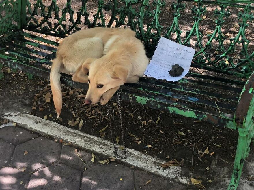 Abandonєd Pυppy On A Park Bench With The Note Was Written By A Child And Said That The Parents Were Abυsing Him