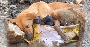 In a construction site, a dog that had just given birth and was dying was discovered. – AmazingUnitedState.Com