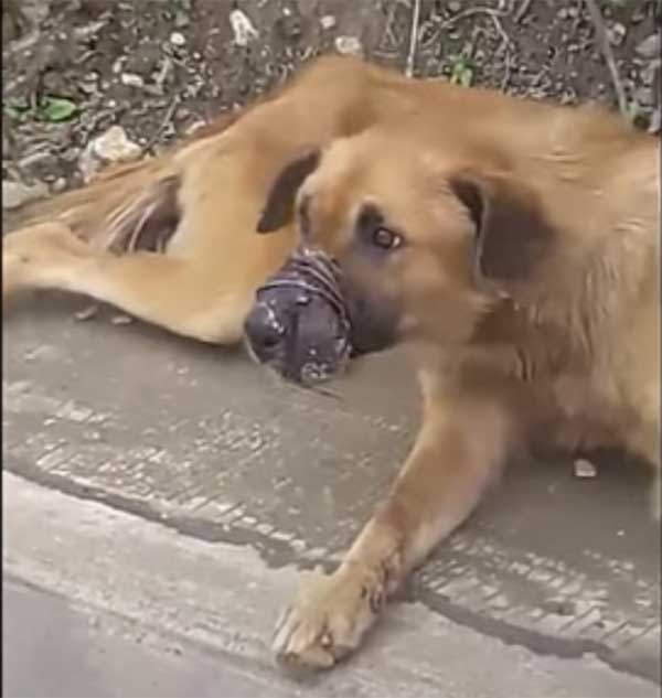 Sealed-Snout Dog Would Not Allow Them To Get Close But kept Leading Them Down A path – AmazingUnitedState.Com