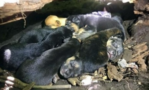 Mama Dog Carries Her 13 Puppies To The Safest Hiding Sport Despite Her Broken Leg