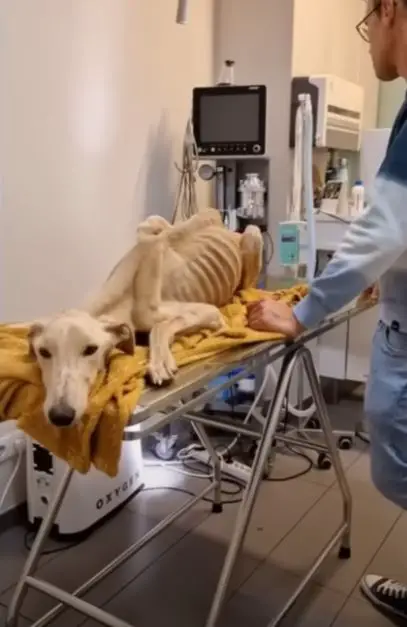 Found In Extreme State of Starvation - Bones Wanted To Pierce It's Skin. This Dog Just Want To Live! - Top News