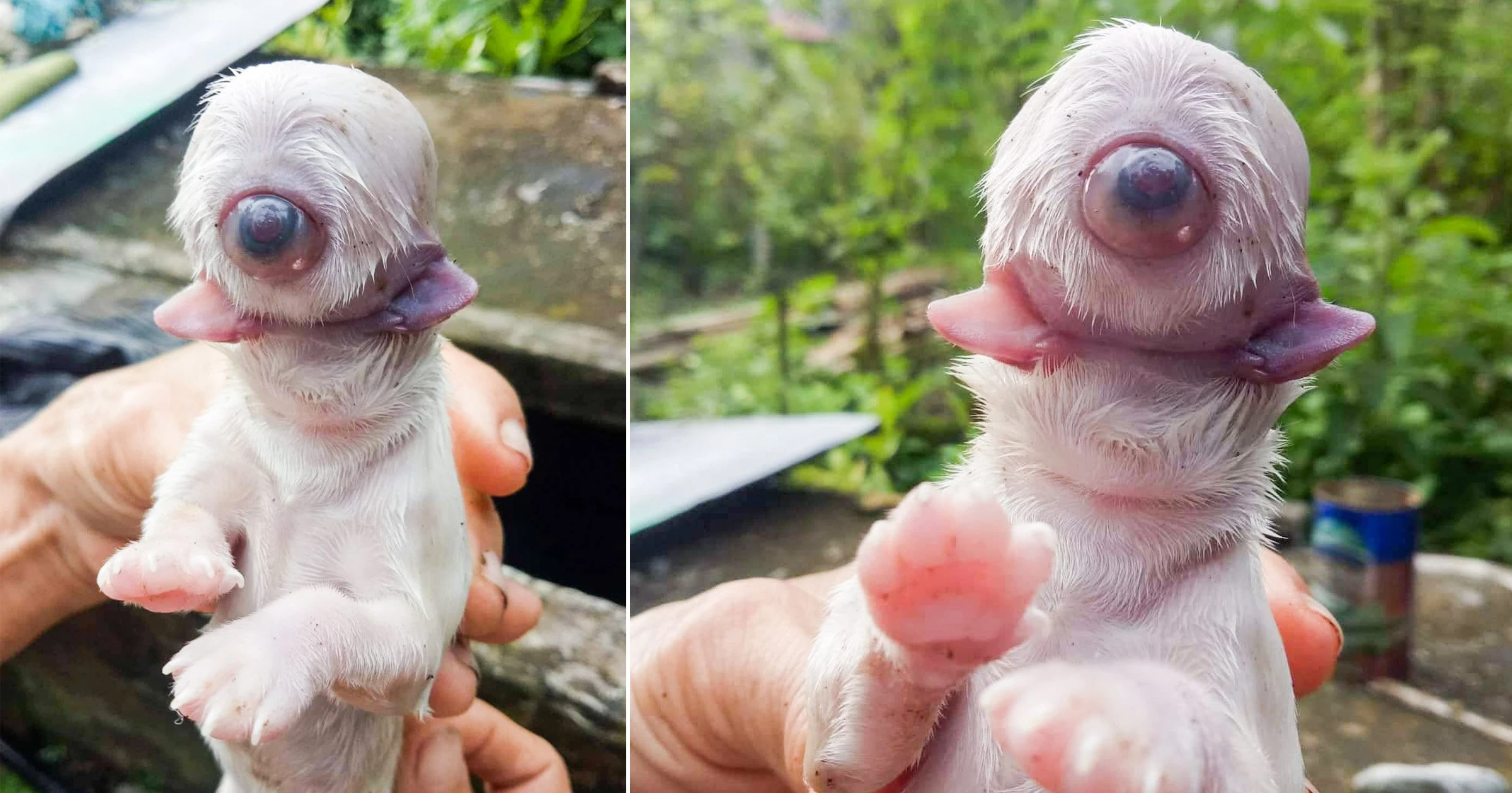 The strange piglet was born with only two jaws, a nose and an eye (Video)