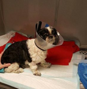 Vet Euthanizes Dog By Mistake Now She Fights To Survive Against All Odds