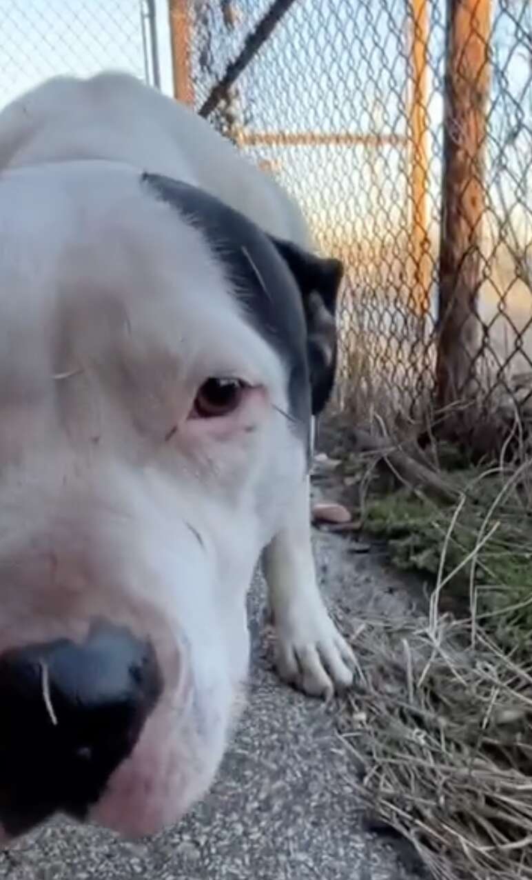 'Super-Scared' Stray Dog Melts Into Rescuer’s Arms As Soon As She Knows She’s Safe