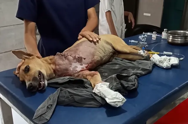 Puppy Rescued With Broken Front Paw, Ending His Suffering