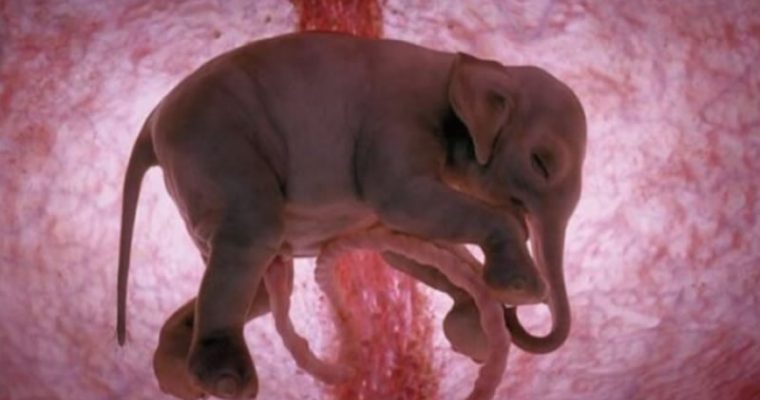 20 Mesmerizing Photos Of Baby Αnimals In The Womb Will Αmaze You