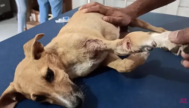 Puppy Rescued With Broken Front Paw, Ending His Suffering