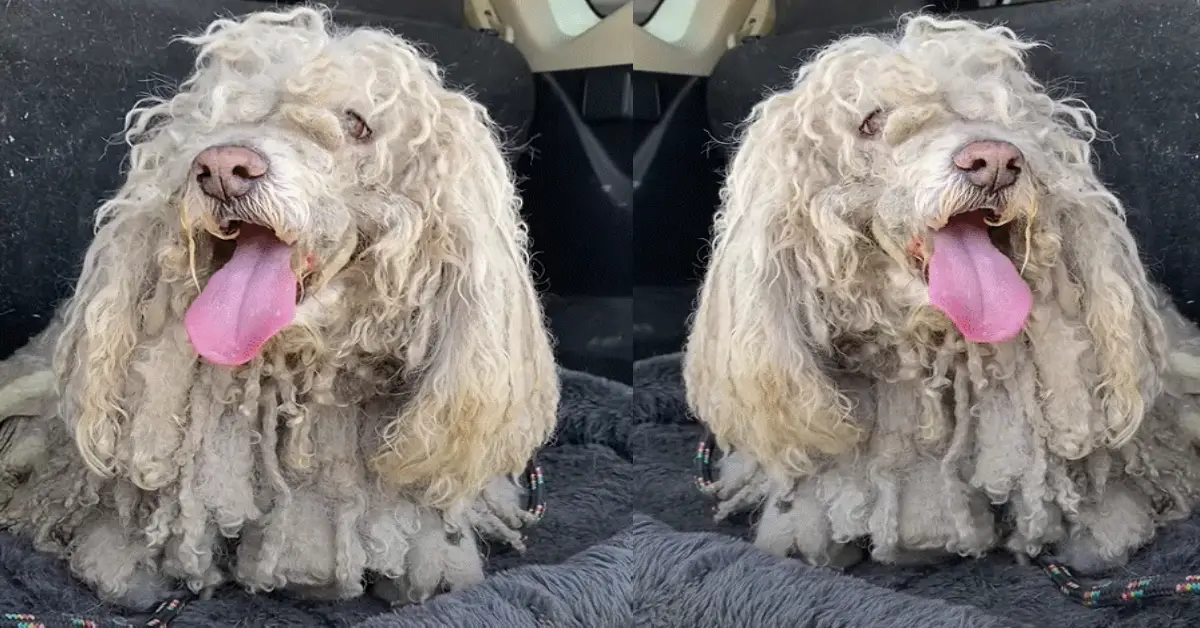 Matted Stray Gets A Haircut And Loves To Lounge In The Pool - Top News