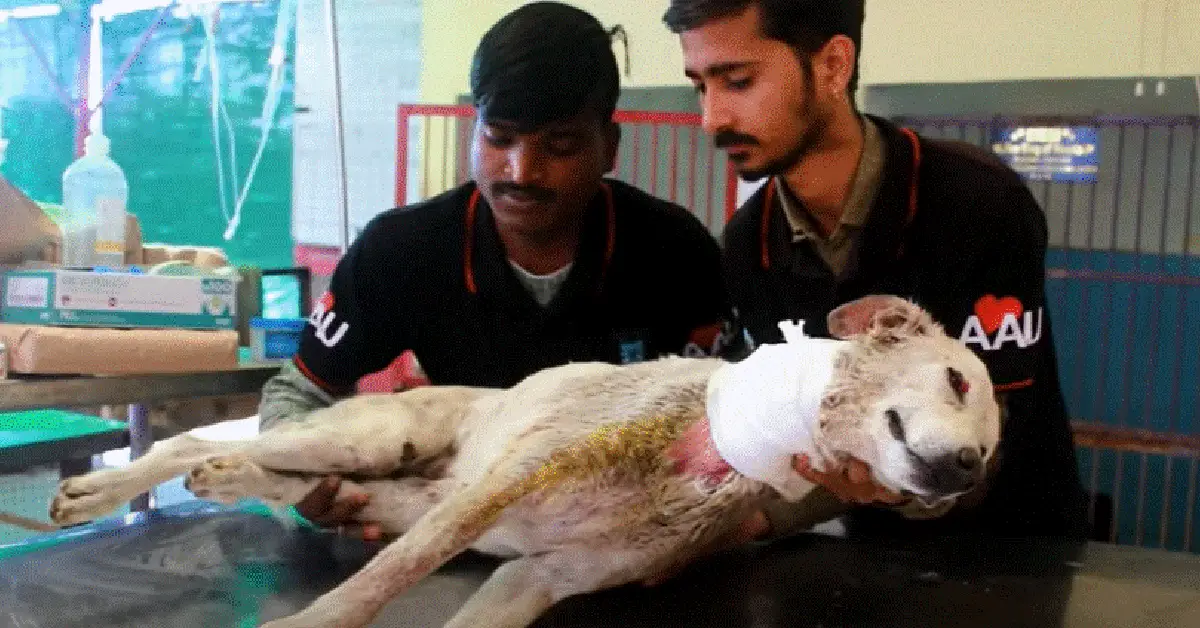 The dog was injured in the neck, waiting to die, but the rescue team arrived in time