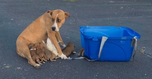 The Poor Dog Was Discovered Abandoned In A Parking Lot Along With Her Nine Two-week-old Puppies. 