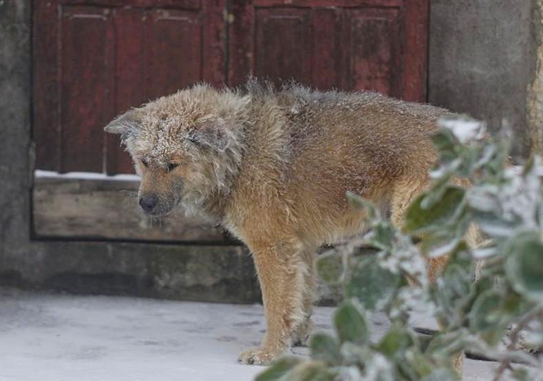 Homeless dog has no home to wander in the cold and snowy weather - Juligal