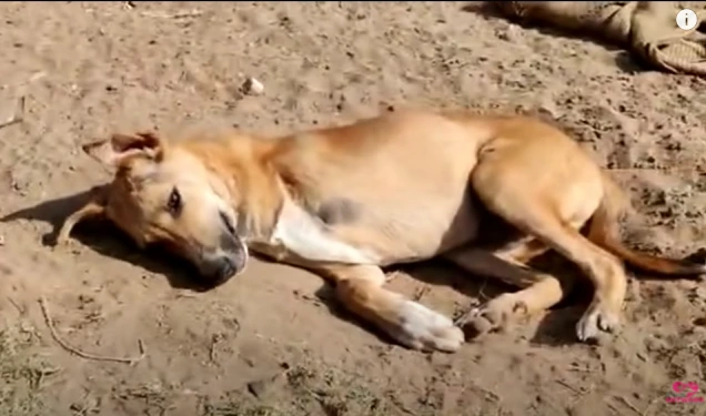 Puppy Rescued With Broken Front Paw, Ending His Suffering