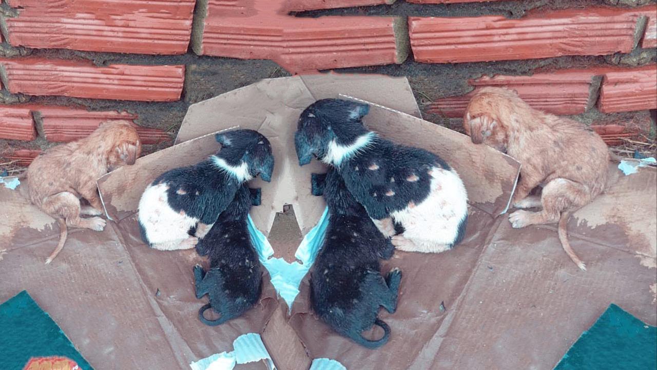 Shιverιng Puppies Hid In A Corner When Owner S0ld Their Mother And Abandonєd Them In The Rain…