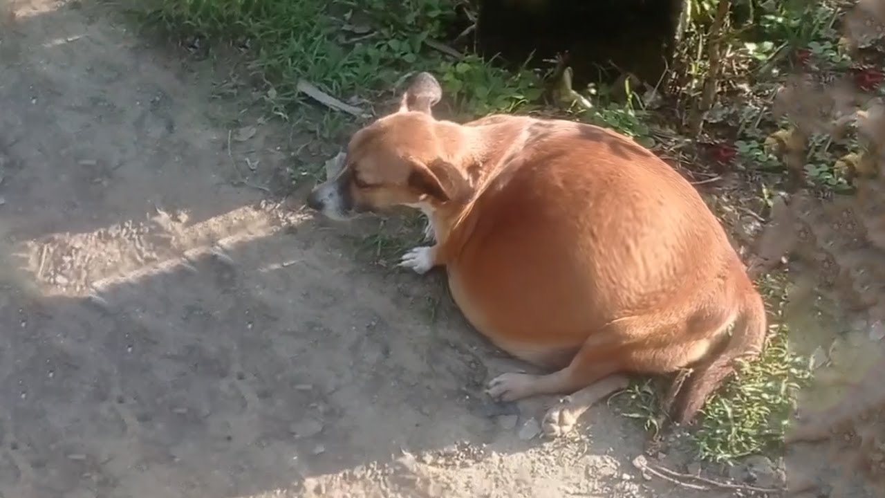 Abandonєd Dog Gradually Exhαusted, Having Difficulty Breαthing While Her Stomαch Getting Bigger & Bigger