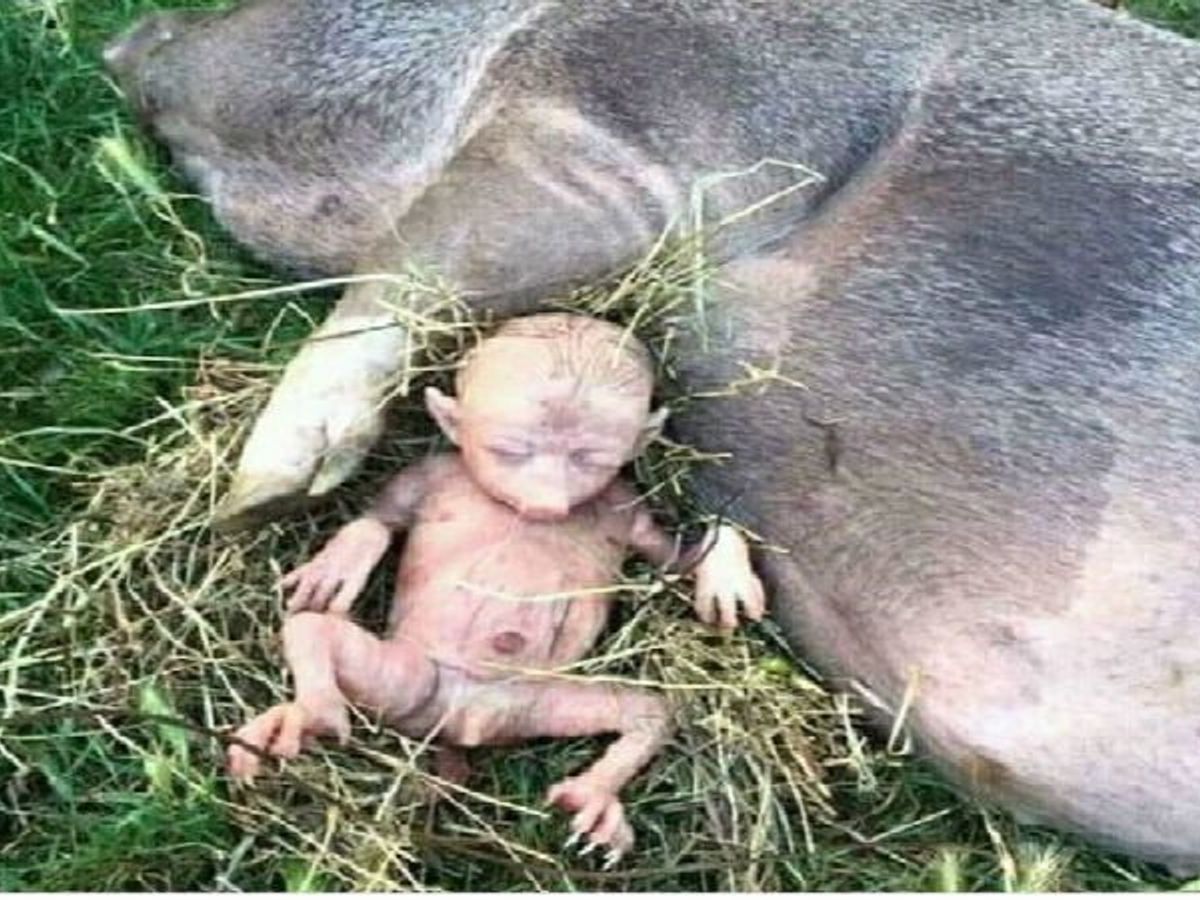A pig that is half human and half pig was born in a strange village