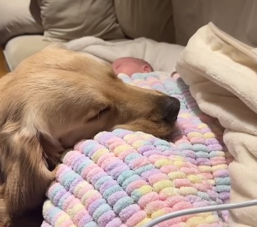 Golden retriever falls in love with newborn baby and won’t leave his side - Animal Blog