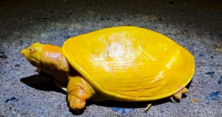 Rare golden turtle found in India – AmazingUnitedState.Com