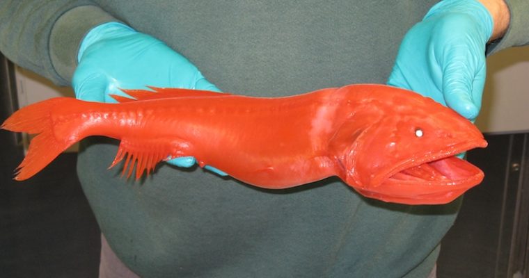 Discovery of a Rare Fish Species with Pokemon-like Shape-shifting Abilities - srody.com