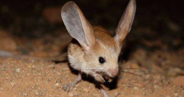 Many people appreciate its ears, one of the rarest and most unique species in the world – AmazingUnitedState.Com