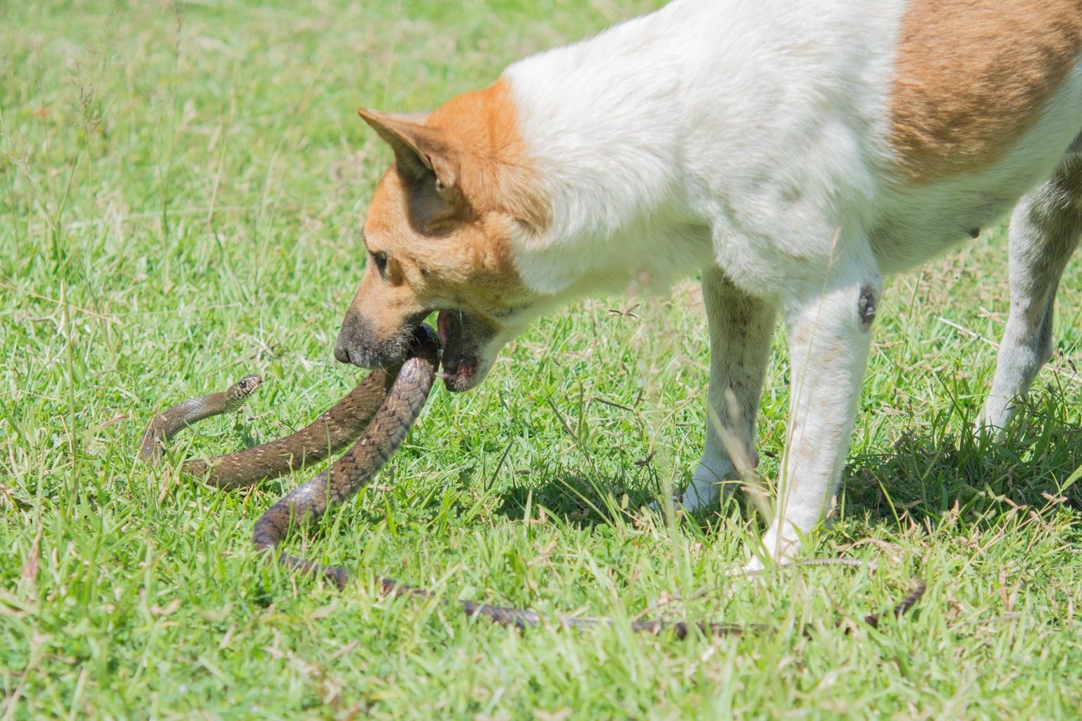 Terrified scene of faithful dog being bitten by a venomous snake to save its owner