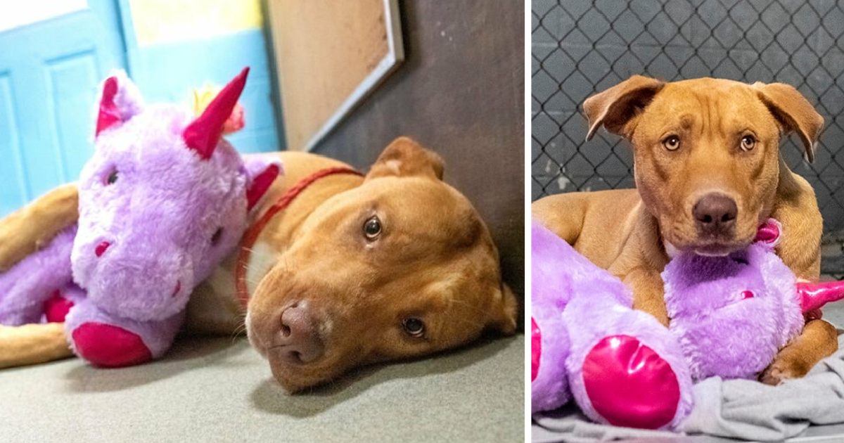 A Stray Dog Who Kept Trying To ѕteаɩ A Purple Unicorn From A Store Gets A Toy And A Forever Home