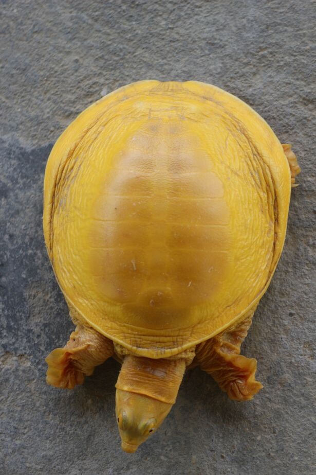 Rare golden turtle found in India – AmazingUnitedState.Com