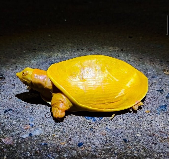 Rare golden turtle found in India – AmazingUnitedState.Com