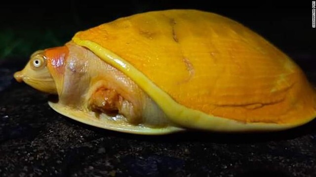 Rare golden turtle found in India – AmazingUnitedState.Com