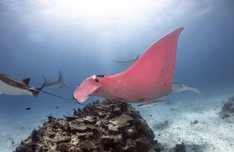 The Great Barrier Reef is the only place in the world where pink stingrays have been found – thepressagge.com