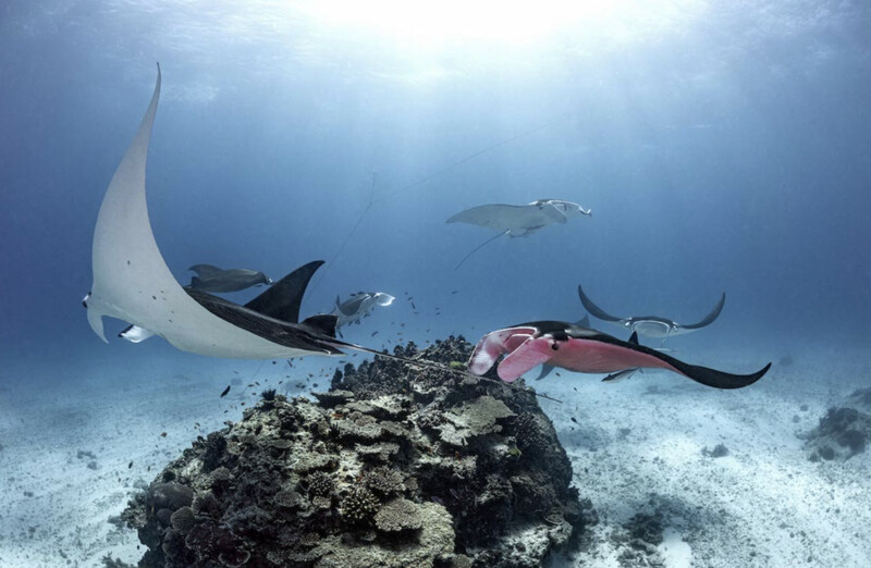 The Great Barrier Reef is the only place in the world where pink stingrays have been found – thepressagge.com