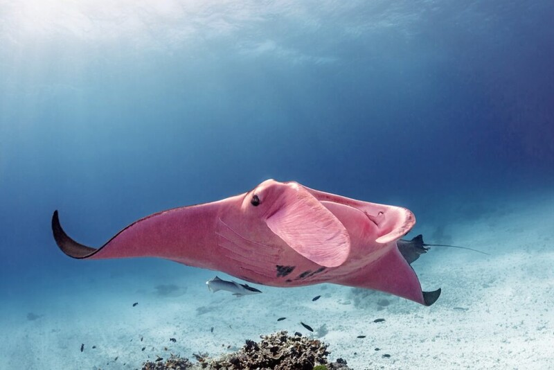 The Great Barrier Reef is the only place in the world where pink stingrays have been found – thepressagge.com