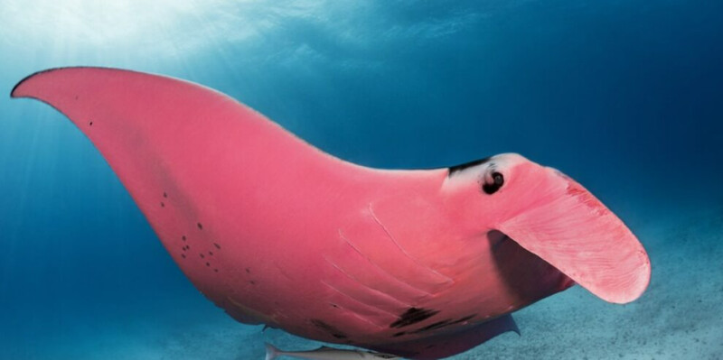 The Great Barrier Reef is the only place in the world where pink stingrays have been found – thepressagge.com