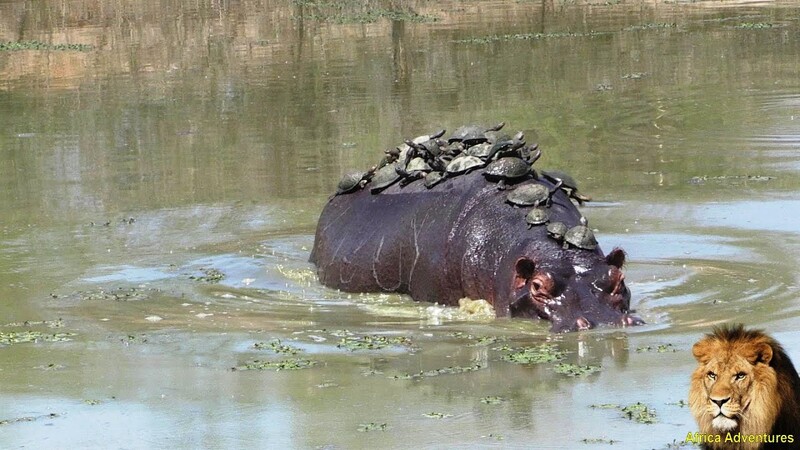 Adorable moment of turtles sunbathing on the back of a hippo. - srody.com