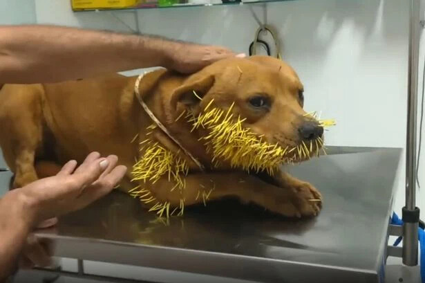 Heartbreaking scene of a pet dog screaming in pain because of hundreds of thorns growing on its mouth – thepressagge.com